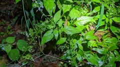 Lysimachia decurrens