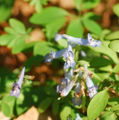 Corydalis turtschaninovii