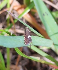 Grapholita lunulana