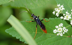Amblyjoppa fuscipennis