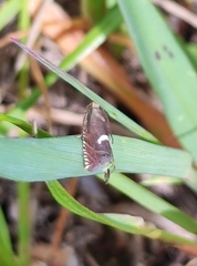 Grapholita lunulana
