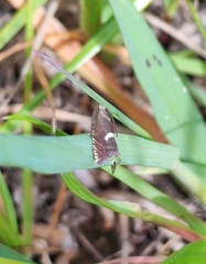 Grapholita lunulana
