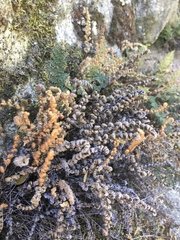 Myriopteris covillei