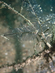 Lytocarpia nigra