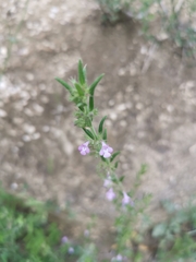 Micromeria graeca