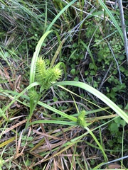 Carex lupuliformis