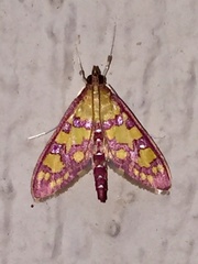 Stenochora lancinalis