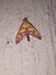 Stenochora lancinalis
