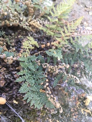 Myriopteris covillei