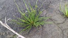 Fimbristylis bisumbellata