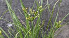 Fimbristylis bisumbellata