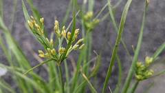Fimbristylis bisumbellata