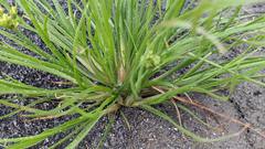 Fimbristylis bisumbellata