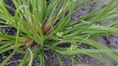 Fimbristylis bisumbellata