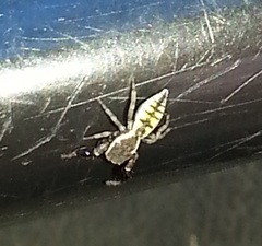 Cheliferoides segmentatus