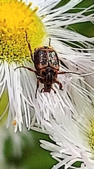 Valgus canaliculatus
