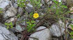 Ixeris tamagawaensis