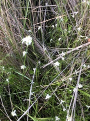 Rhynchospora colorata image