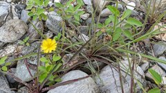 Ixeris tamagawaensis