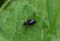 Otiorhynchus coecus