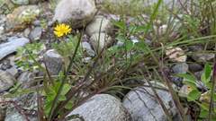 Ixeris tamagawaensis