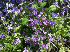 Orychophragmus violaceus