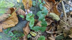Scutellaria playfairii