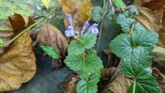 Scutellaria playfairii