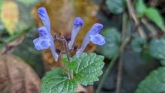 Scutellaria playfairii