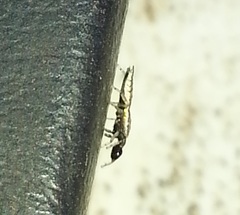 Cheliferoides segmentatus