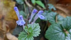 Scutellaria playfairii