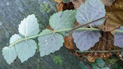 Scutellaria playfairii