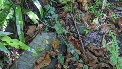 Scutellaria playfairii