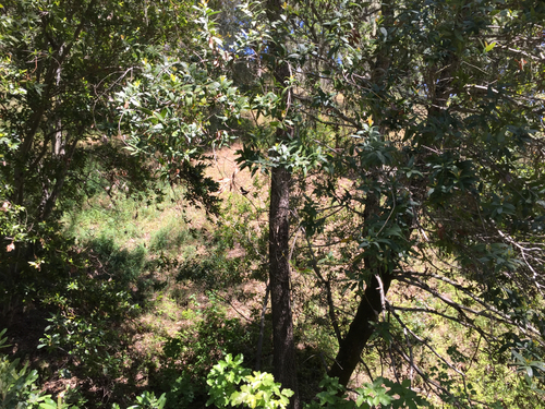 iNaturalist observation photo of Steller's Jay