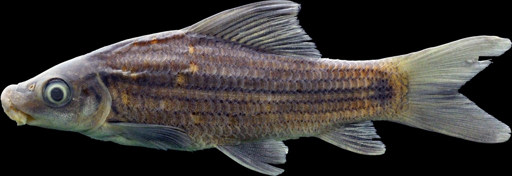 African Carp