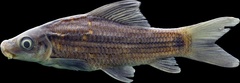 African Carp photo 1