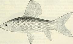 African Carp photo 2