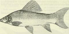 African Carp photo 3