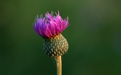 Cirsium canum