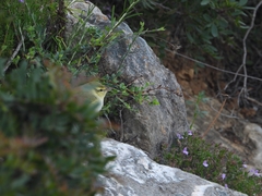 Phylloscopus sibilatrix