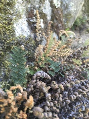 Myriopteris covillei