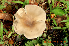 Cantharocybe virosa