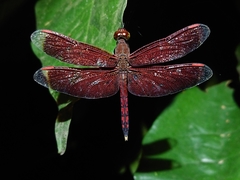 Neurothemis terminata