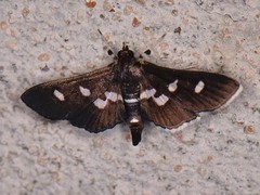 Desmia subdivisalis