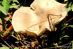 Cantharocybe virosa