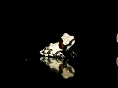 Trachycephalus resinifictrix