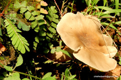 Cantharocybe virosa