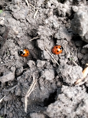 Coccinella septempunctata