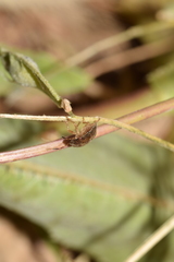 Peribalus strictus strictus