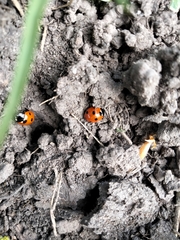 Coccinella septempunctata